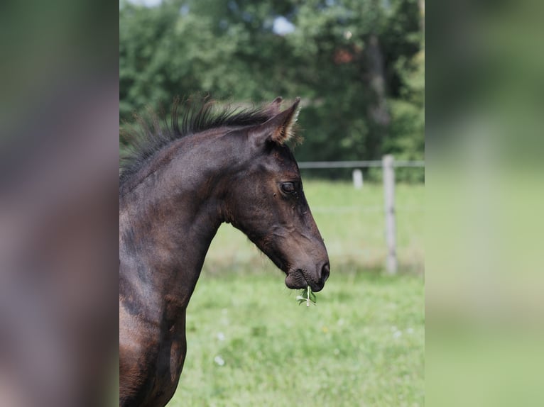 Friesen Hengst Fohlen (05/2025) Rappe in Burgheim