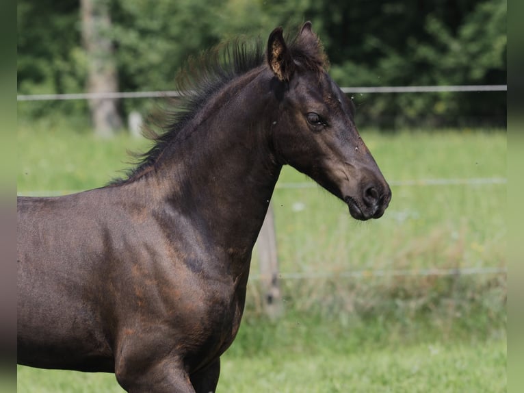 Friesen Hengst Fohlen (05/2025) Rappe in Burgheim