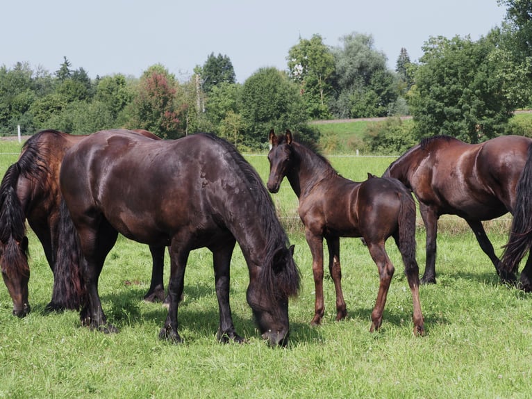 Friesen Hengst Fohlen (05/2025) Rappe in Burgheim