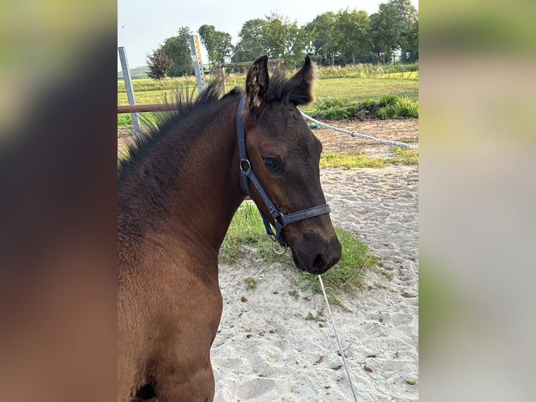 Friesen Hengst  Rappe in Amersfoort