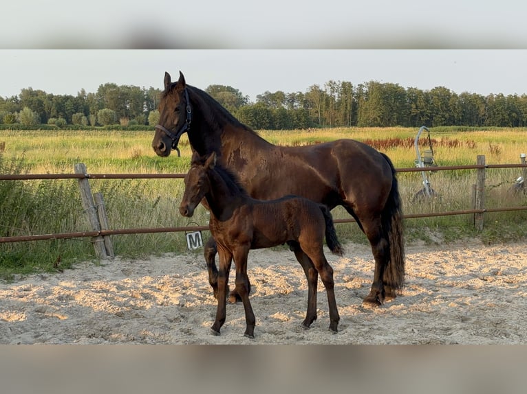 Friesen Hengst  Rappe in Amersfoort