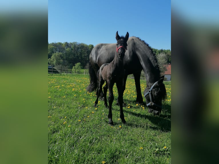 Friesen Hengst  Rappe in Flieden