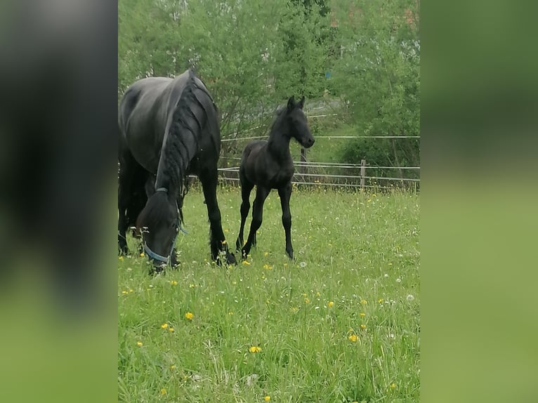Friesen Hengst  Rappe in Flieden
