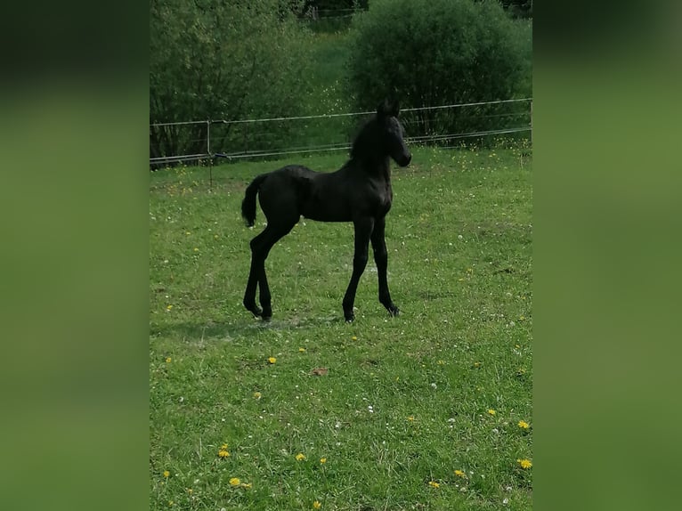 Friesen Hengst  Rappe in Flieden