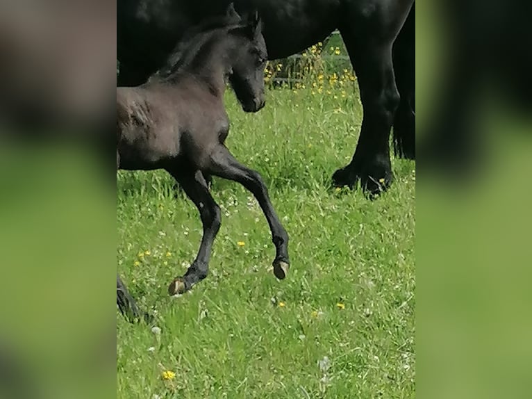 Friesen Hengst  Rappe in Flieden