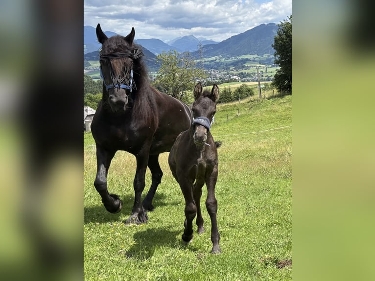 Friesen Hengst Fohlen (06/2025) Rappe in Irdning