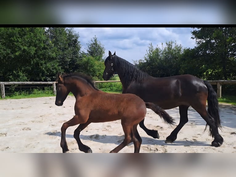 Friesen Hengst Fohlen (05/2025) Rappe in KOPFING  im Innkreis