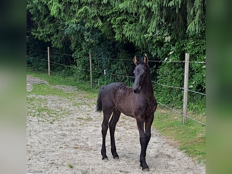 Friesen Hengst Fohlen (05/2025) Rappe in KOPFING  im Innkreis