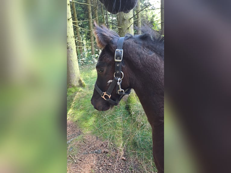Friesen Hengst Fohlen (05/2025) Rappe in KOPFING  im Innkreis