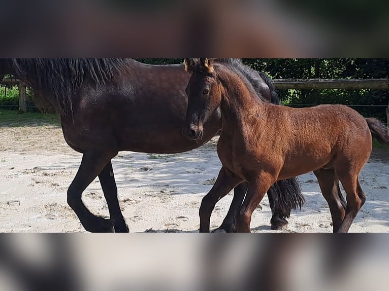 Friesen Hengst Fohlen (05/2025) Rappe in KOPFING  im Innkreis