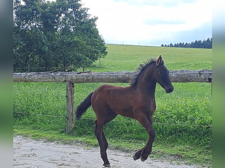 Friesen Hengst Fohlen (05/2025) Rappe in KOPFING  im Innkreis