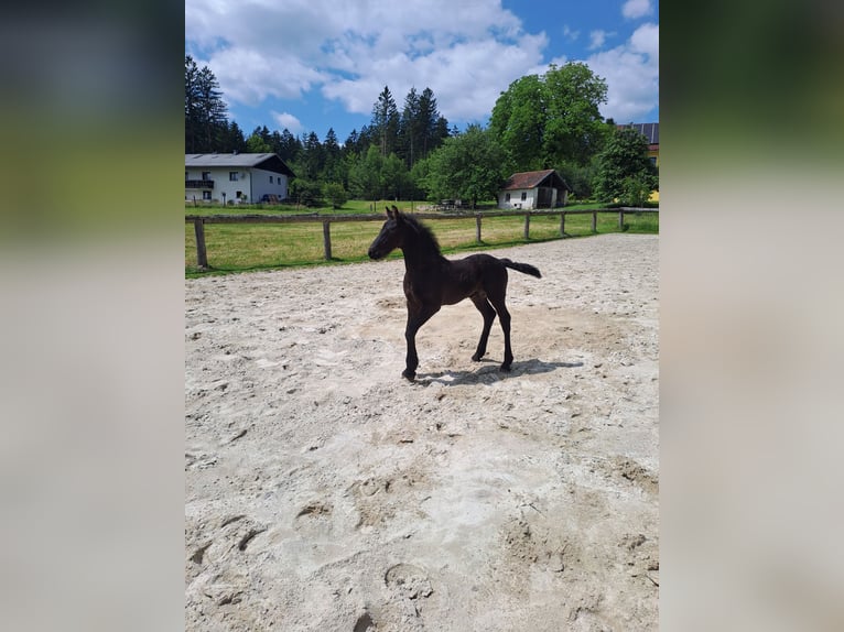 Friesen Hengst Fohlen (05/2025) Rappe in KOPFING  im Innkreis