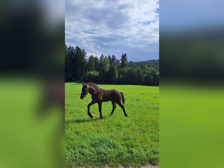 Friesen Hengst Fohlen (05/2025) Rappe in KOPFING  im Innkreis