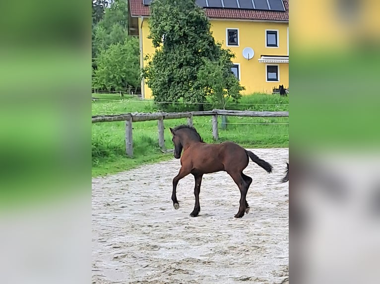 Friesen Hengst Fohlen (05/2025) Rappe in KOPFING  im Innkreis
