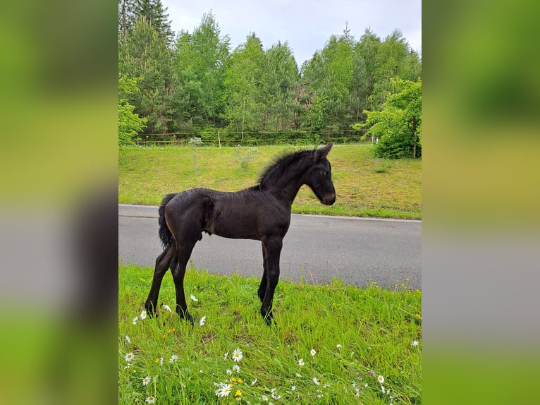 Friesen Hengst Fohlen (05/2025) Rappe in KOPFING  im Innkreis