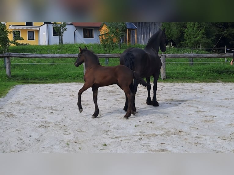 Friesen Hengst Fohlen (05/2025) Rappe in KOPFING  im Innkreis