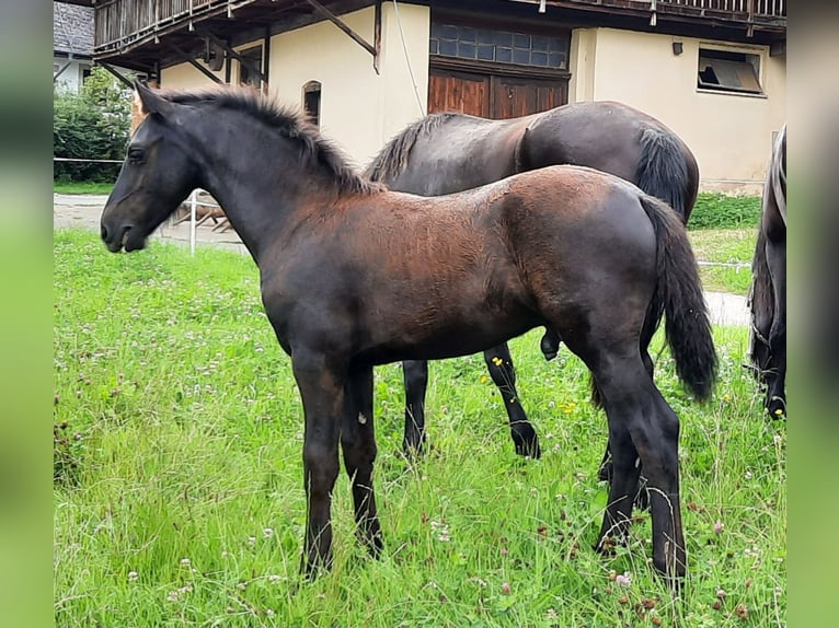 Friesen Hengst Fohlen (04/2025) Rappe in Glottertal