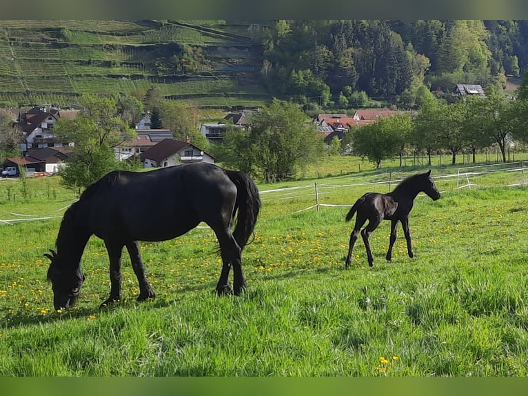 Friesen Hengst Fohlen (04/2025) Rappe in Glottertal