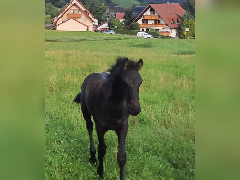 Friesen Hengst Fohlen (04/2025) Rappe in Glottertal