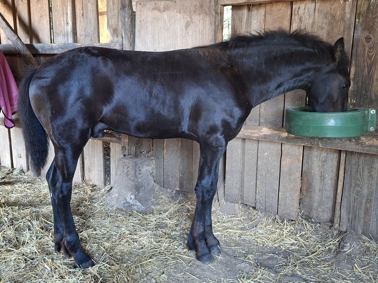 Friesen Hengst Fohlen (04/2025) Rappe in Glottertal