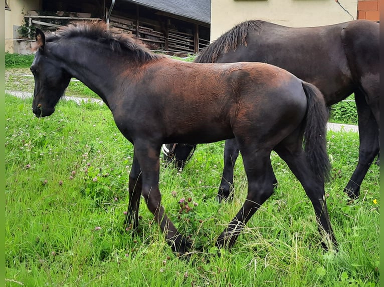 Friesen Hengst Fohlen (04/2025) Rappe in Glottertal
