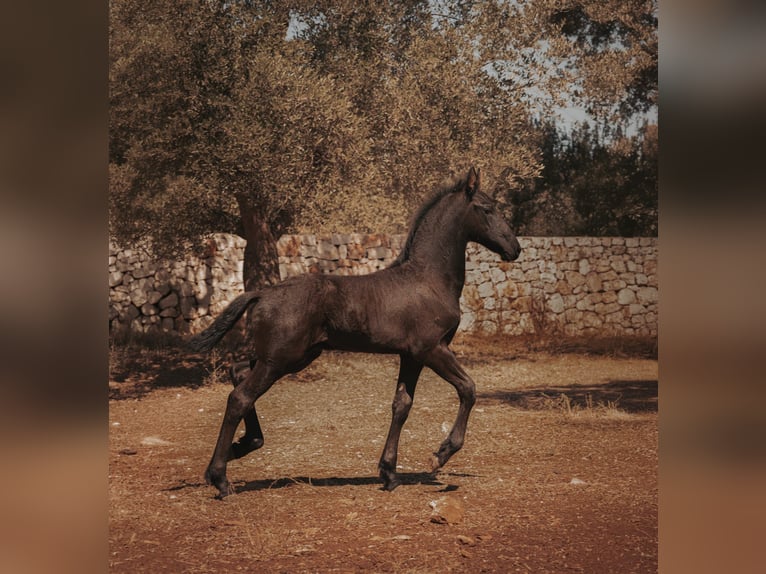 Friesen Hengst Fohlen (05/2026) Rappe in Ostuni