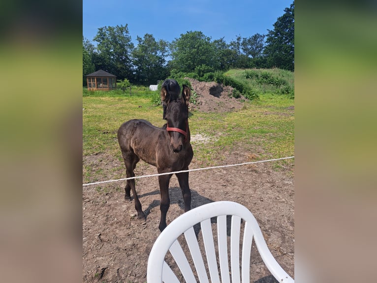 Friesen Mix Hengst Fohlen (05/2024) Rappe in Großheide