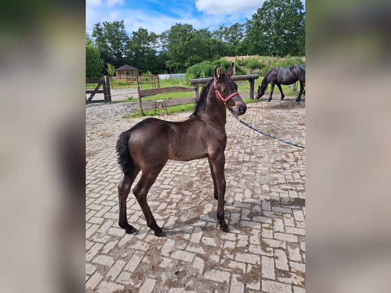 Friesen Mix Hengst Fohlen (05/2024) Rappe in Großheide