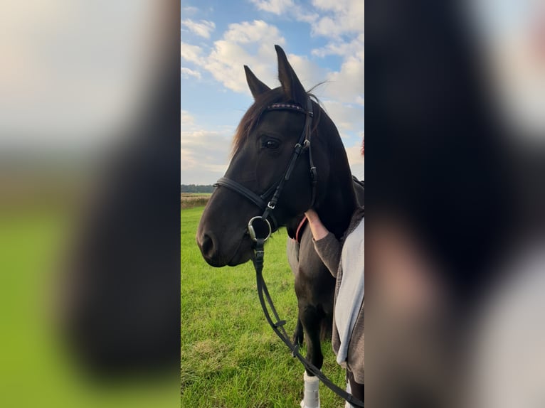 Friesen Mix Hengst Fohlen (05/2024) Rappe in Großheide