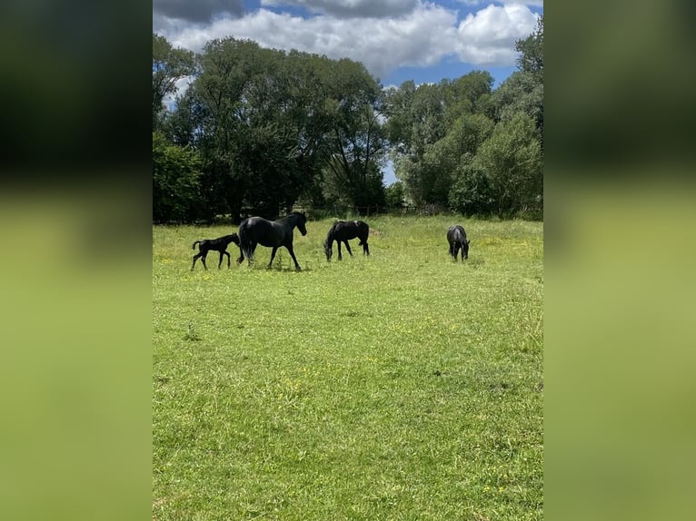 Friesen Hengst Fohlen (06/2026) Rappe in Mystkowo 22