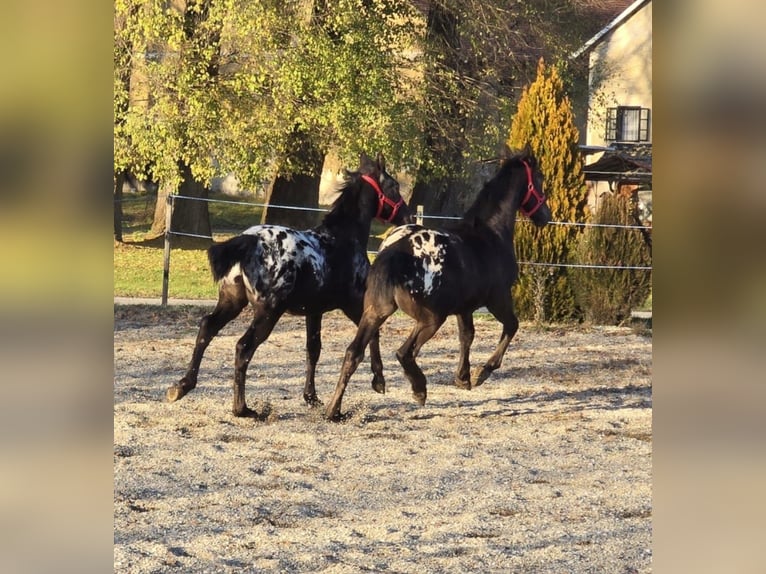 Friesen Hengst Fohlen (05/2025) Tigerschecke in Ptuj