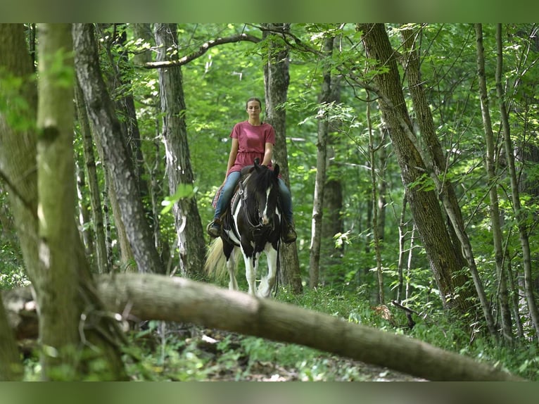 Friesen Stute 10 Jahre 152 cm Tobiano-alle-Farben in Millersburg OH