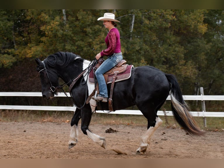 Friesen Mix Stute 10 Jahre 163 cm Tobiano-alle-Farben in Wilson, WI