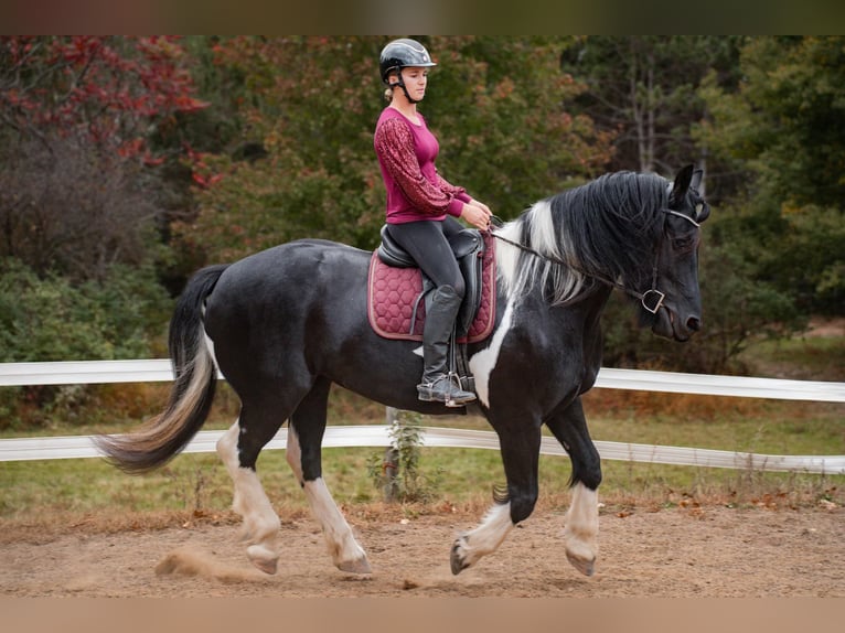 Friesen Mix Stute 10 Jahre 163 cm Tobiano-alle-Farben in Wilson, WI