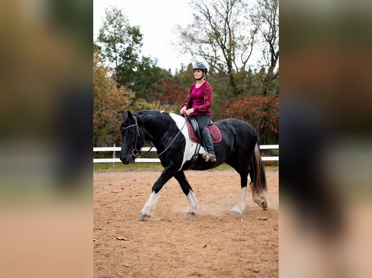 Friesen Mix Stute 10 Jahre 163 cm Tobiano-alle-Farben in Wilson, WI