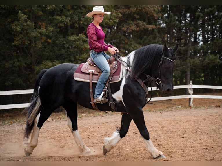 Friesen Mix Stute 10 Jahre 163 cm Tobiano-alle-Farben in Wilson, WI