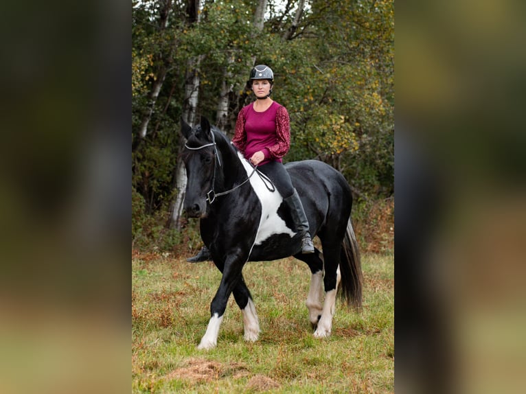 Friesen Mix Stute 10 Jahre 163 cm Tobiano-alle-Farben in Wilson, WI