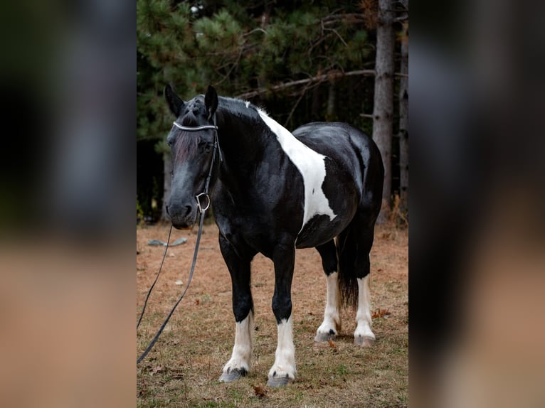 Friesen Mix Stute 10 Jahre 163 cm Tobiano-alle-Farben in Wilson, WI