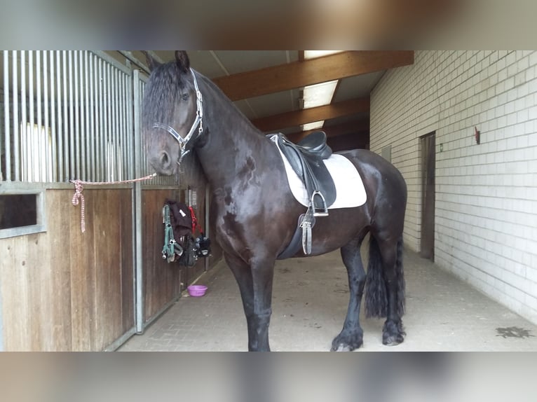 Friesen Stute 10 Jahre 164 cm  in Stücken