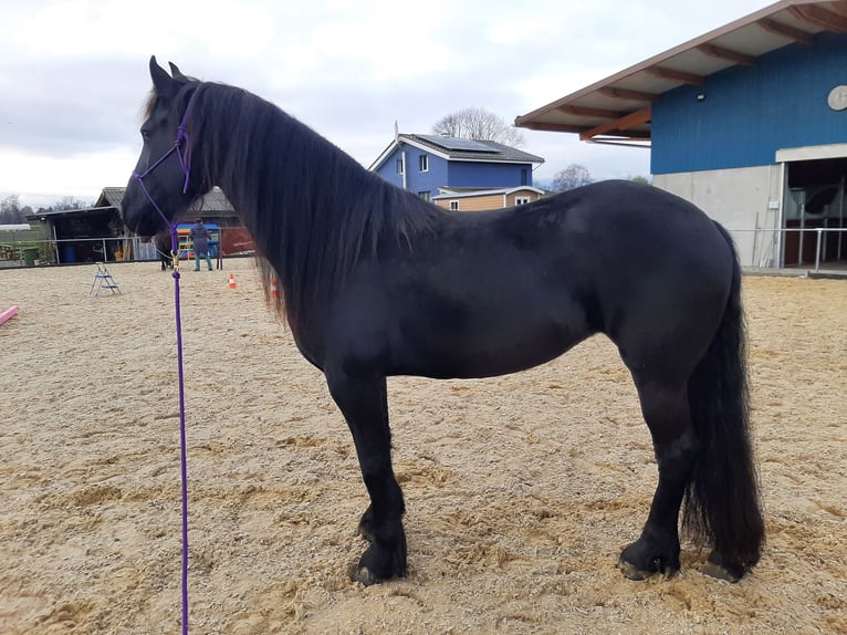 Friesen Stute 10 Jahre 164 cm Rappe in Diepoldsau