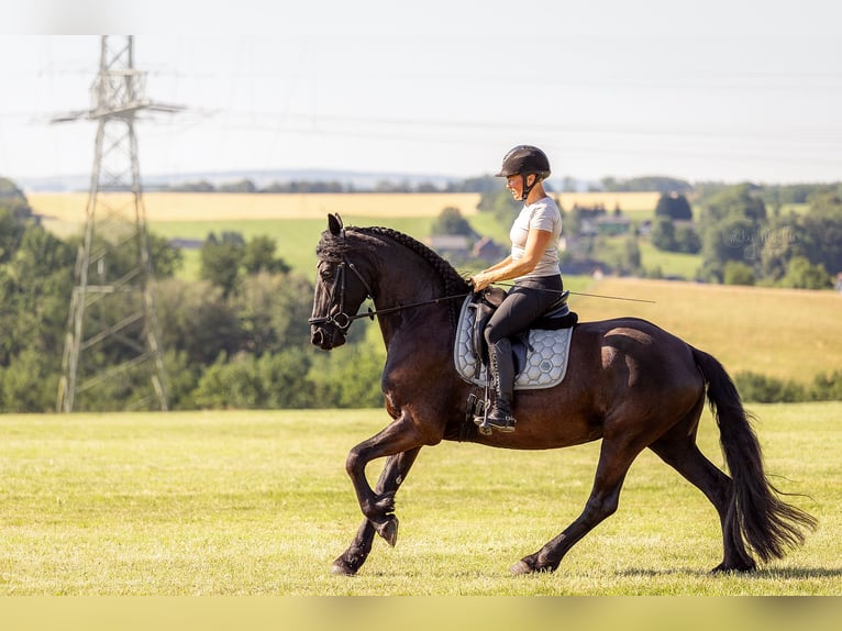 Friesen Stute 10 Jahre 165 cm Rappe in Mittweida