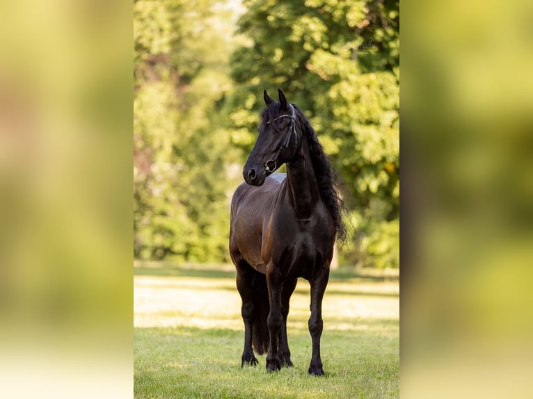Friesen Stute 10 Jahre 165 cm Rappe in Mittweida