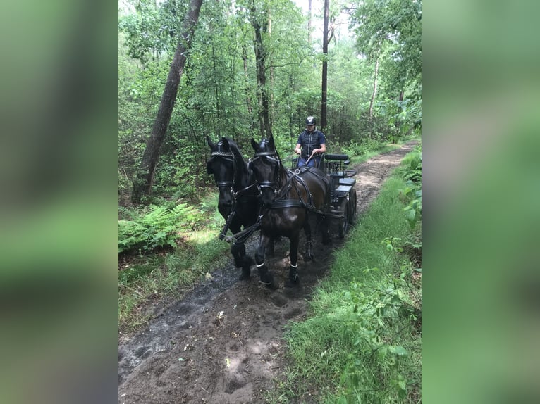 Friesen Stute 10 Jahre 165 cm Rappe in Vianen