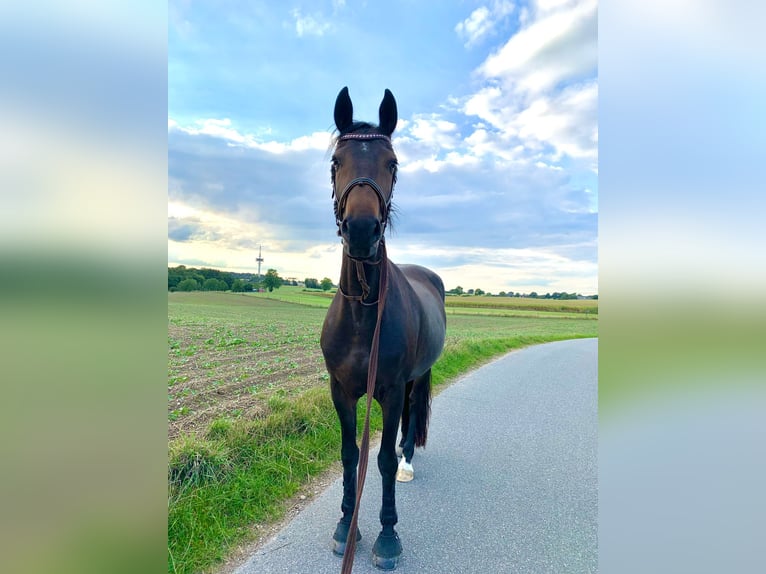 Friesen Mix Stute 10 Jahre 166 cm Dunkelbrauner in Rümpel