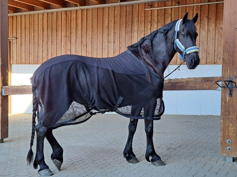 Friesen Stute 10 Jahre 166 cm Rappe in Wölting