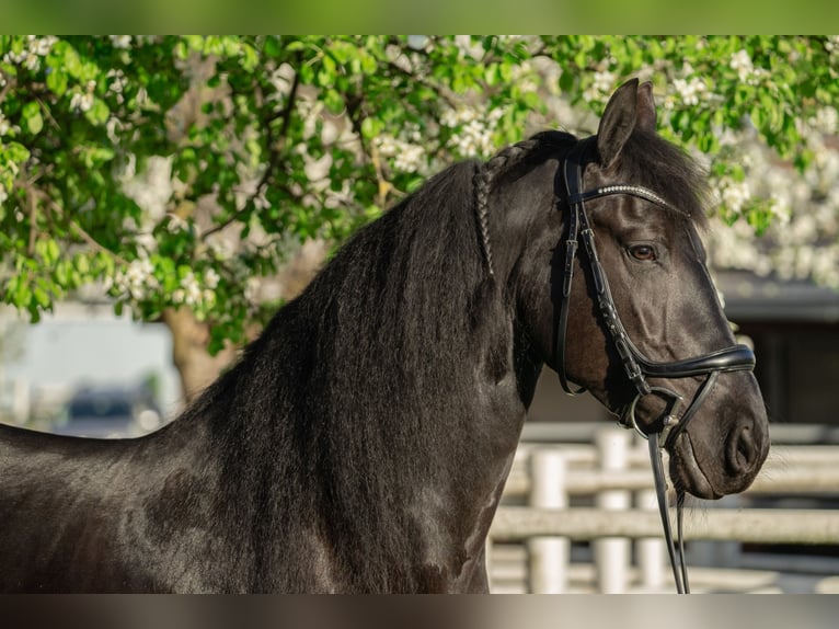 Friesen Stute 10 Jahre 166 cm Rappe in Wölting