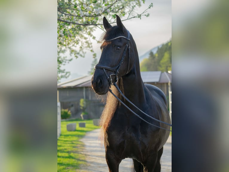 Friesen Stute 10 Jahre 166 cm Rappe in Wölting