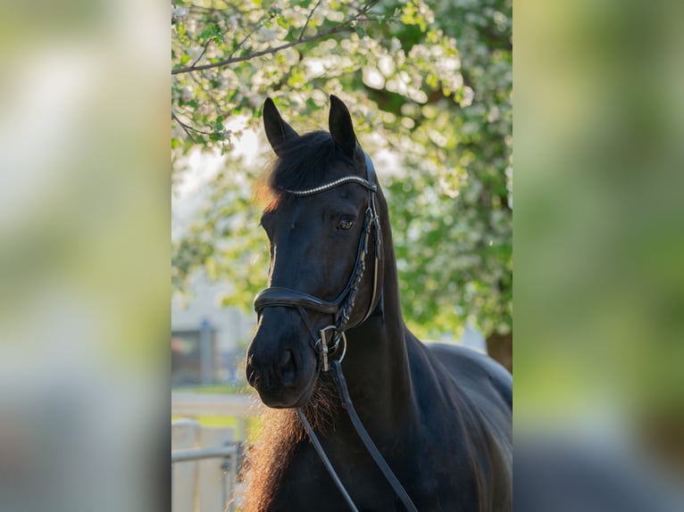 Friesen Stute 10 Jahre 166 cm Rappe in Wölting