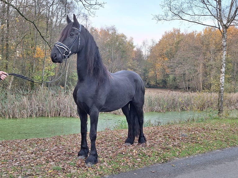 Friesen Stute 10 Jahre 166 cm Rappe in Dalen