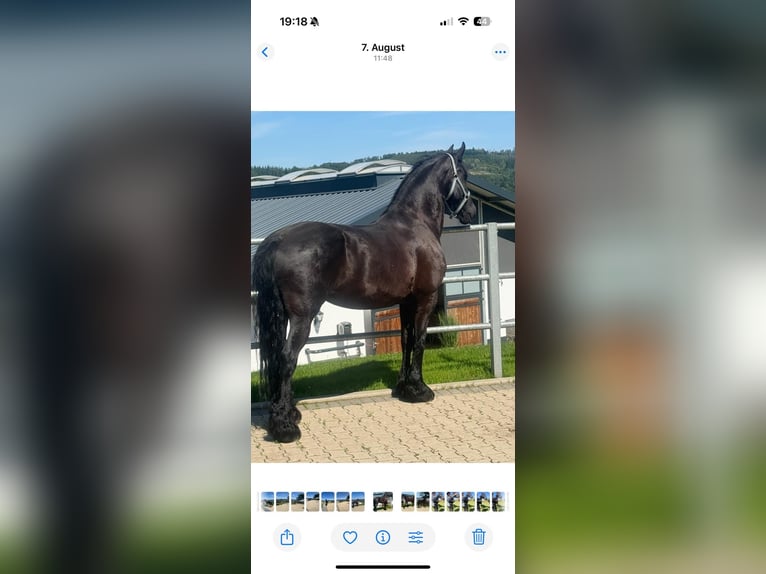 Friesen Stute 10 Jahre 168 cm Rappe in Neuss